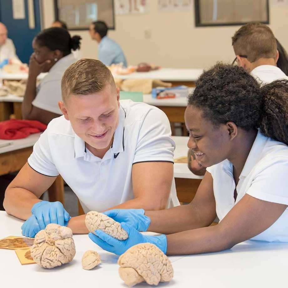SMU Medical students working with models of the human brain