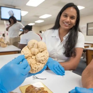 SMU Medical students practice with brain models during anatomy lab