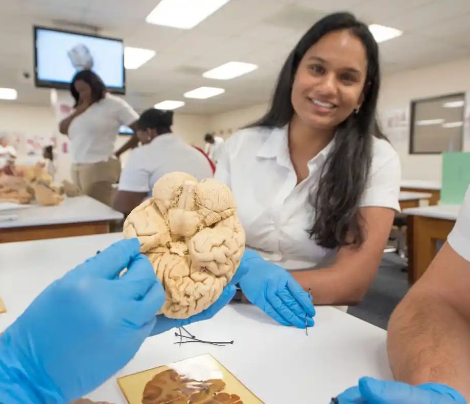 SMU Medical students practice with brain models during anatomy lab