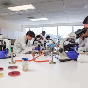 SMU Medical students performing labs in microbiology lab